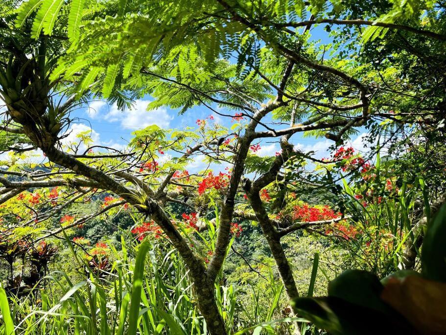 Villa Verde Luz: A Virgin Forest Yauco Exterior photo