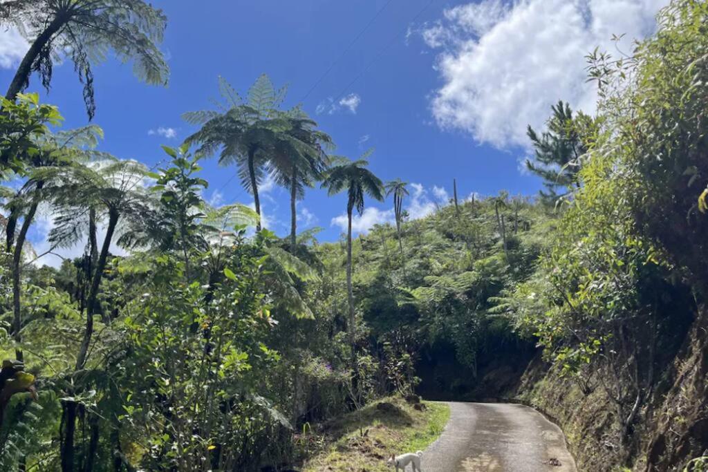 Villa Verde Luz: A Virgin Forest Yauco Exterior photo